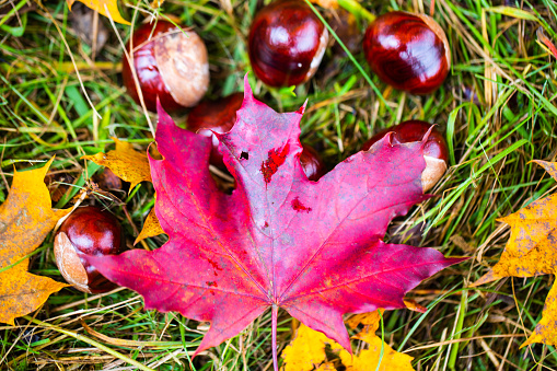 Autumn composition with acorns and oak leaves on the wooden table