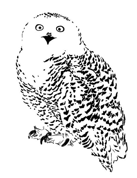 polar-eule-skizze, realistische vektor-illustration - owl snowy owl snow isolated stock-grafiken, -clipart, -cartoons und -symbole