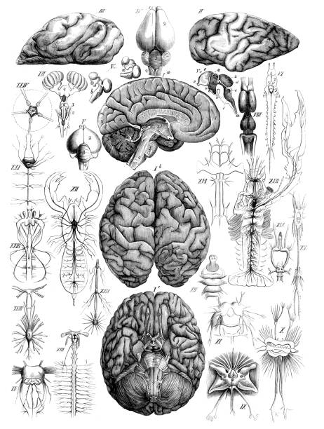 illustrazioni stock, clip art, cartoni animati e icone di tendenza di descrizione del cervello umano con illustrazione neurone 1860 - nerve cell illustrations