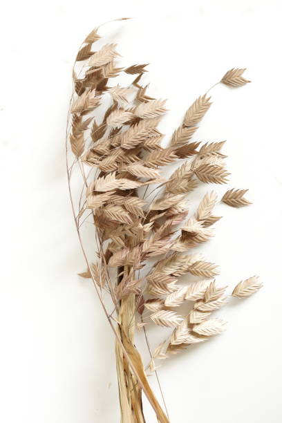 istock Dry beige grass on white background top view. Interior poster 1280879738