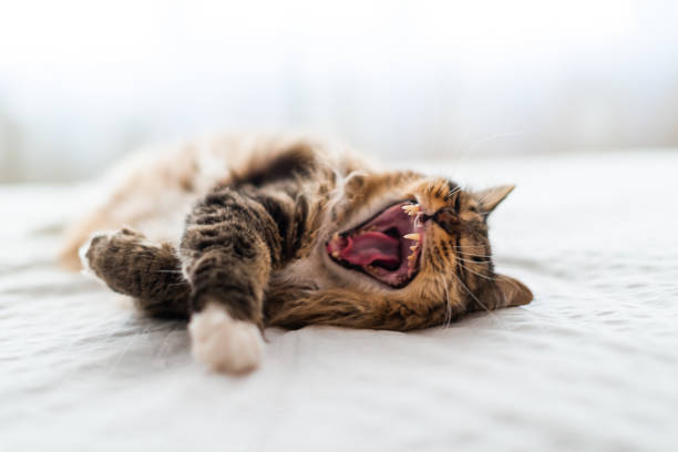istock Cat yawning with mouth wide open and shows fangs 1280881216
