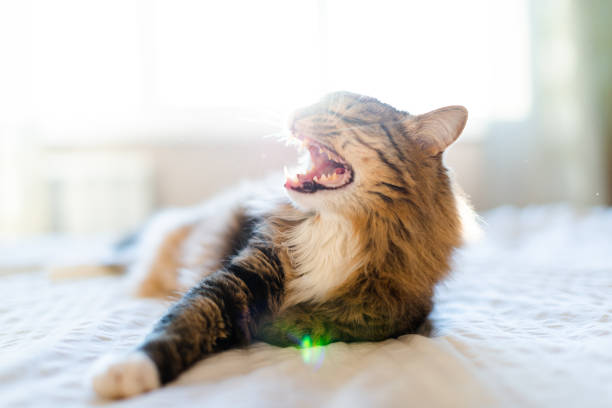 Cat yawning with mouth wide open and shows fangs