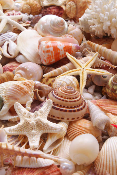 istock Seashells background, many seashells, pearls and starfishes 1280881337