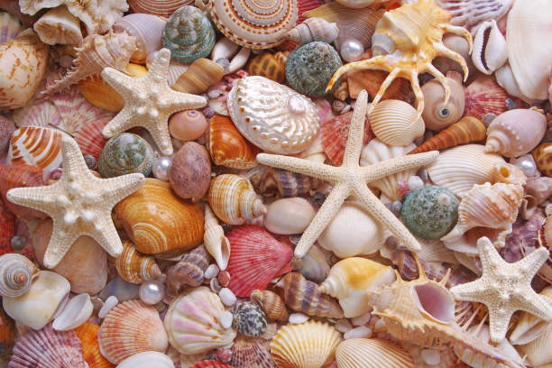 istock Seashells background, many seashells, pearls and starfishes 1280881642