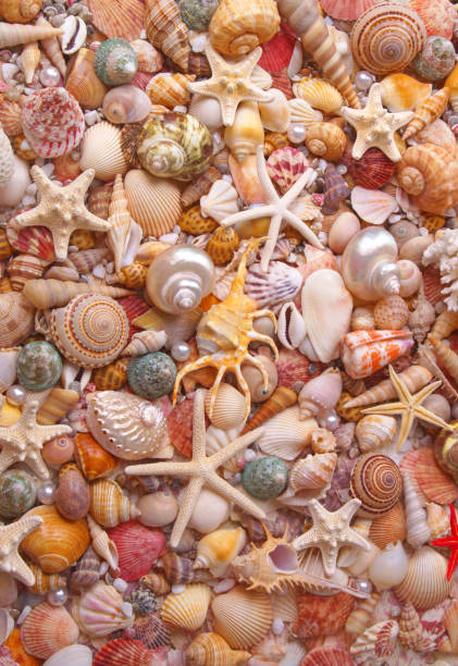 istock Seashells background, many seashells, pearls and starfishes 1280881657