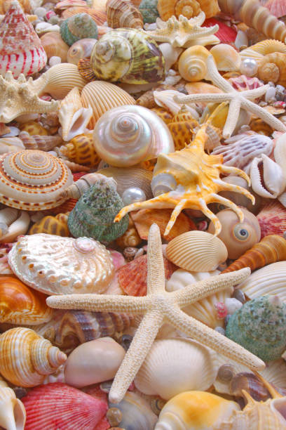 istock Seashells background, many seashells, pearls and starfishes 1280881727