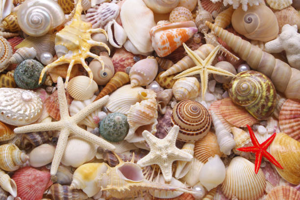 istock Seashells background, many seashells, pearls and starfishes 1280882372