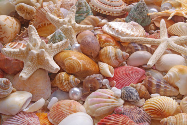 istock Seashells background, many seashells, pearls and starfishes 1280882438