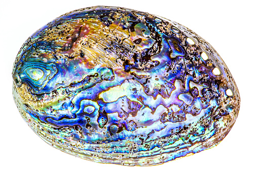 Polished paua abalone sea shell (Haliotis iris) from the New Zealand. Curves and layers are covered with vivid pearl. Isolated on white