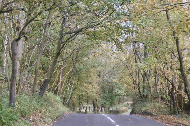 istock Treescape captured in the countryside in cumbria 1280885131