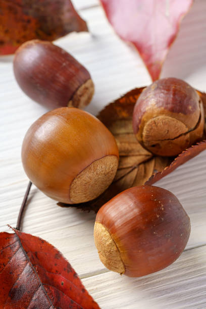 istock Acorns and fallen leaves on wooden background 1280885990