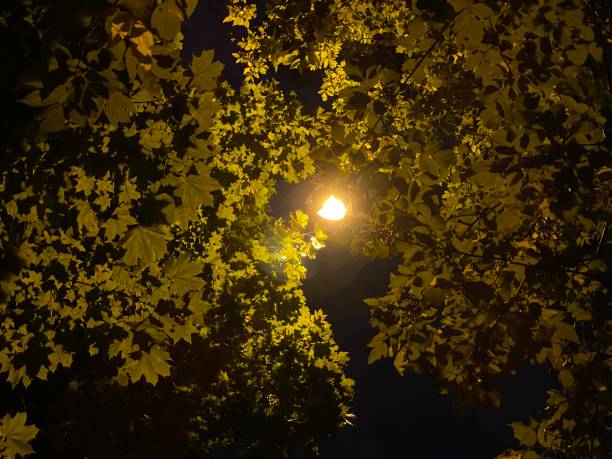 istock Yellow maple leaves with lamp at night 1280886097
