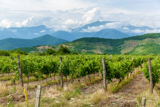 vineyards in the Alazani Valley Young bushes of grapes in the Kakheti wine region, Alazani Valley. Georgia.vineyards in the Alazani Valley kakheti georgia stock pictures, royalty-free photos & images