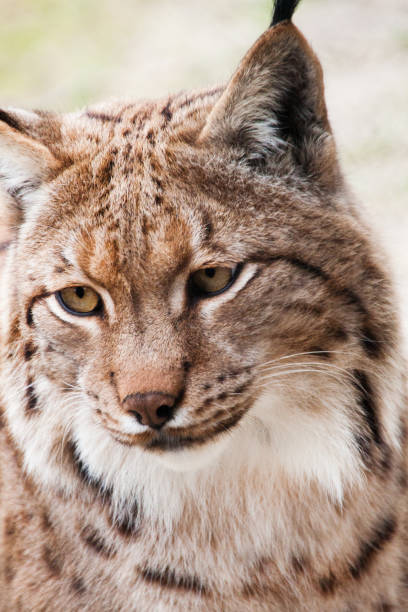 istock Close-up of the lynx looking into the camera 1280887721