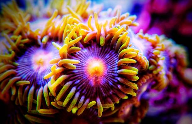 istock Colorful colony of Zoanthus polyps soft coral 1280887782