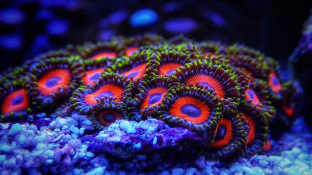 istock Colorful colony of Zoanthus polyps soft coral 1280887798