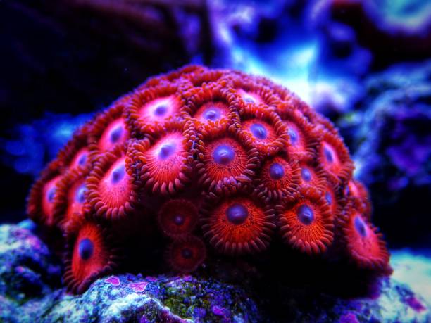 istock Colorful colony of Zoanthus polyps soft coral 1280887801