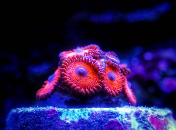 istock Colorful colony of Zoanthus polyps soft coral 1280887809