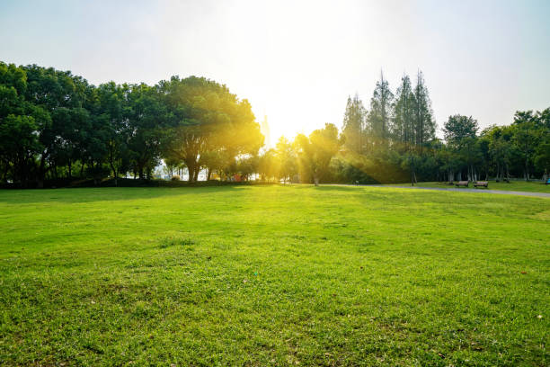 istock Fine weather and the lawn in the park 1280887832