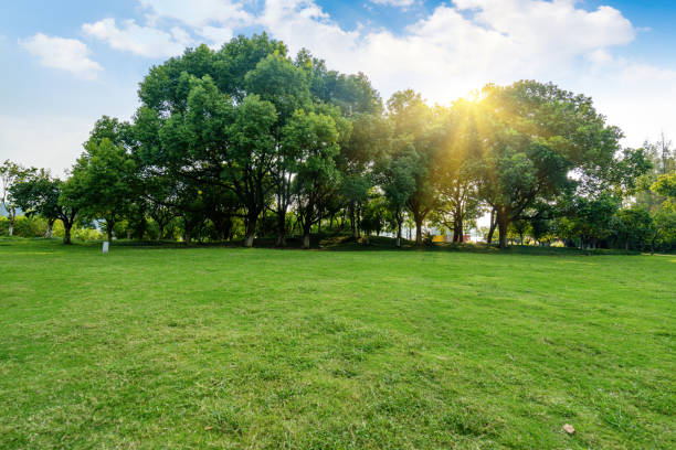 istock Fine weather and the lawn in the park 1280888403