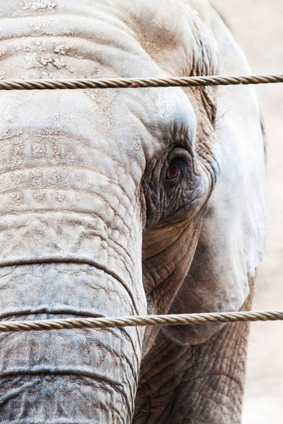 istock Elephant cow looks vigilantly into the camera close-up 1280888422