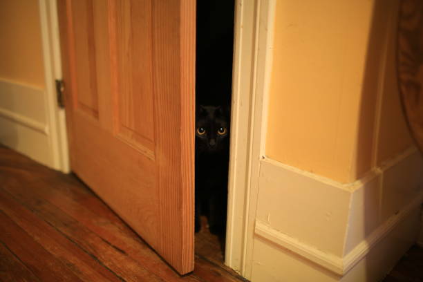 chat noir se cachent dans l’ombre - domestic cat playful cute close up photos et images de collection