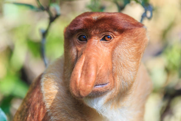 サルまたは鼻鼻腔炎 - monkey proboscis monkey malaysia island of borneo ストックフォトと画像