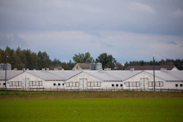 istock view of industrial poultry farm 1280889189