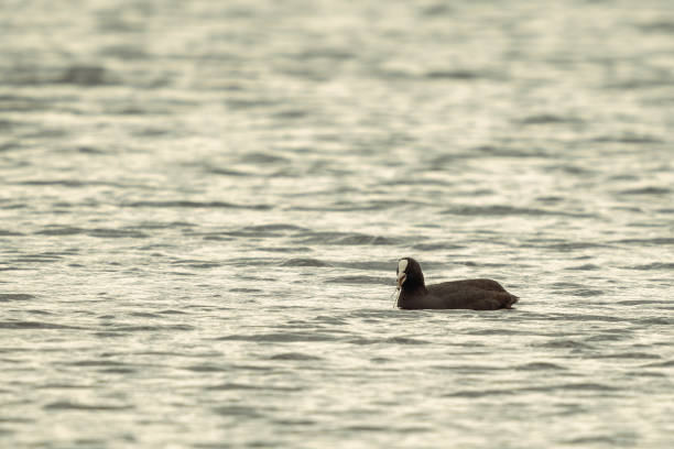 湖の上のクート水鳥 - waterbirds ストックフォトと画像