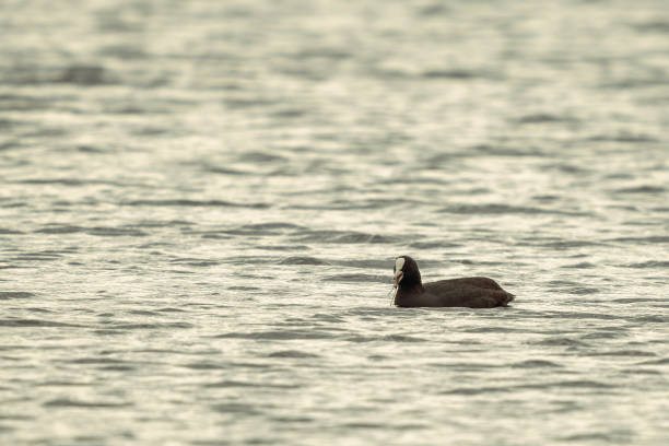 호수에 있는 쿠트 워터버드 - waterbirds 뉴스 사진 이미지