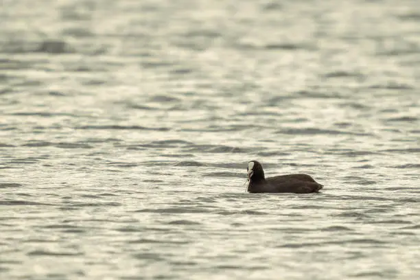 Coot waterbird feeding on a lake, Lough Ree Athlone Ireland.
