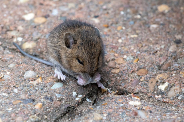 istock Small field mouse eating food on a back yard patio 1280891113