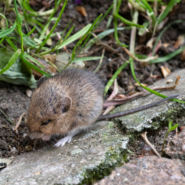 istock Field mouse eating seeds in a garden 1280891228