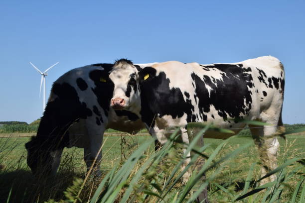 istock Dutch cows in the pasture 1280892264