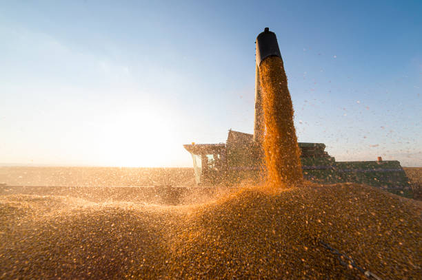 Grain auger of combine pouring corn into tractor trailer