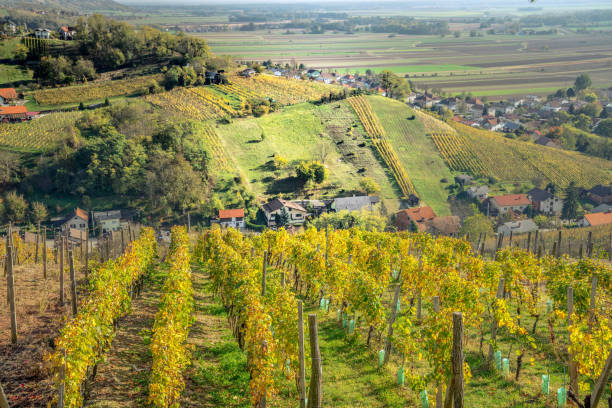 istock Vineyards of Lendava 1280893331