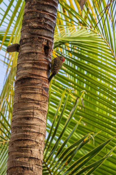 istock Hispaniolan Woodpecker (Melanerpes striatus) 1280895133