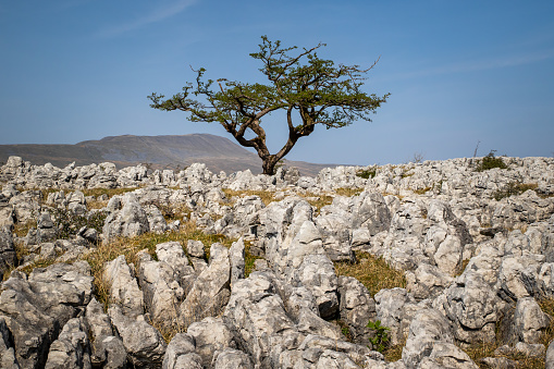 A simple landscape with a tree in a spring field