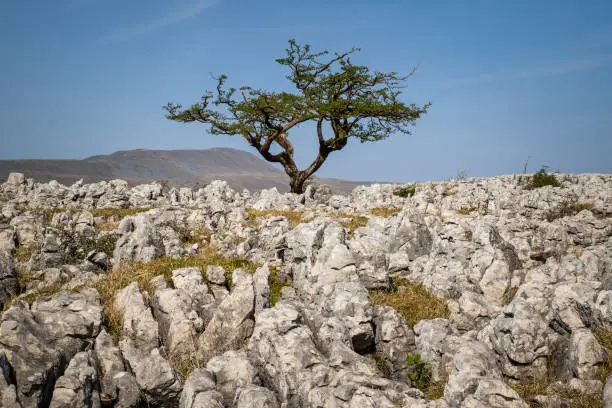 limestone pavement in the yorkshire dales UK
