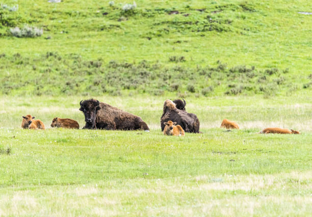istock Buffaloes in Yellowstone national park 1280898202