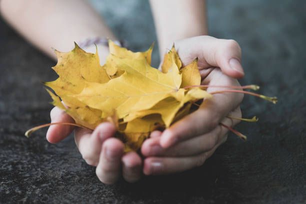 istock Close-up of human hand holding Yellow leaf 1280898209