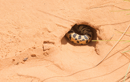 Non-venomous Pacific gopher snake (Pituophis catenifer catenifer) hidden in the send hole in the Arches National Park. Utah, USA