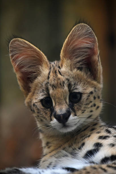istock Close up portrait of serval kitten 1280899272