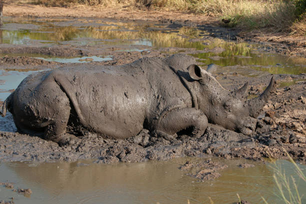 White Rhino Cooling Off stock photo