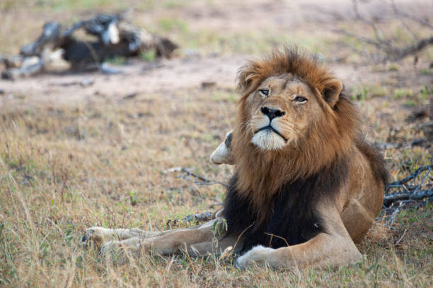 istock Male Lion Portrait 1280900485