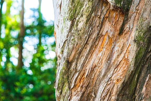 closeup old oak tree trunk lie in forest