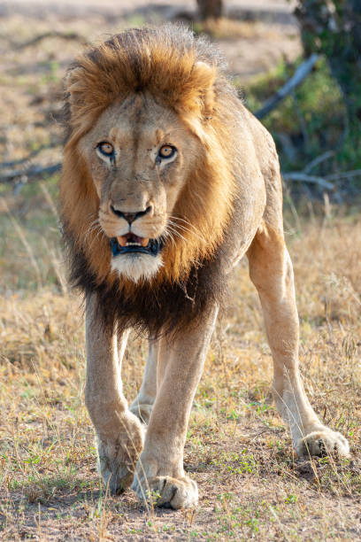 istock Male Lion Portrait 1280901443