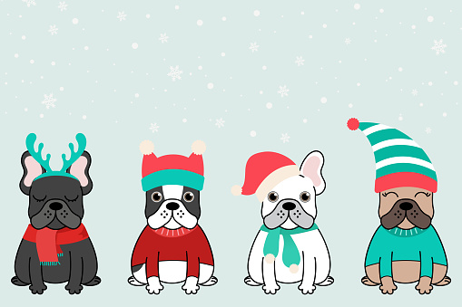 Merry Christmas dogs, collection of christmas french bull dog in santa hats, winter headwear. Happy xmas pets greeting card. eps 10 vector.