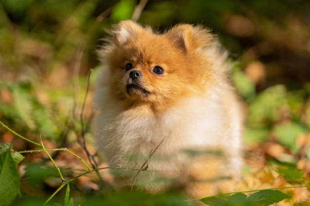 istock Little Dog in autumn forest 1280902243