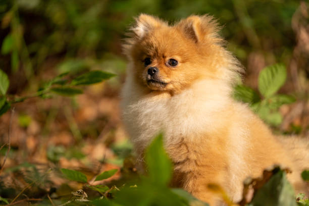 istock Little Dog in autumn forest 1280902782